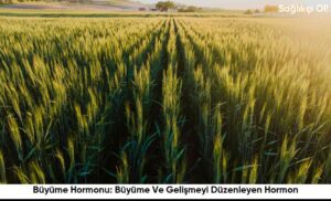 Büyüme Hormonu: Büyüme Ve Gelişmeyi Düzenleyen Hormon